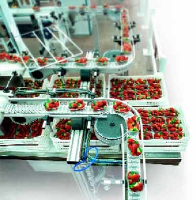 Chain conveyor. Filled strawberry baskets are routed to the boxing station for shipment preparation.