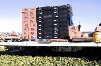 RFID tagging at T&A starts on the harvester machine with bins of lettuce.