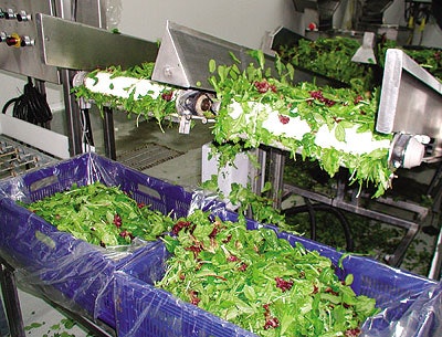 Seven to eight pounds of spinach greens are loaded into each film-lined bin.