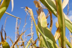 Corn
