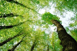 Greener_Package_10