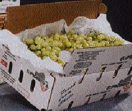 Ventilation holes in Prohens? new corrugated box (above) help maintain grape quality during shipment from Chile to the U.S