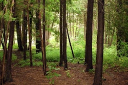 GreenBlue forest image
