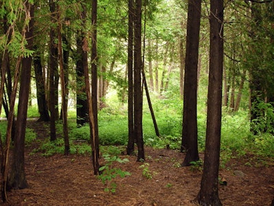 GreenBlue forest image