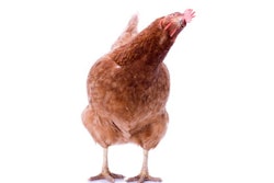 Pw 56092 Chicken Pic