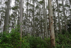 Eucalyptus trees can be grown and harvested in just four to six years, at which time they will have reached 20 m high.