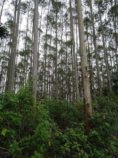 Eucalyptus trees can be grown and harvested in just four to six years, at which time they will have reached 20 m high.