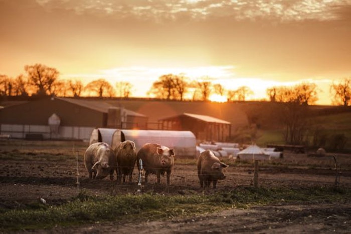 Stop Counterfeiting Straight From the Farm