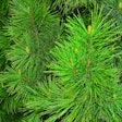 A wide range of renewable, bio-based materials are currently being used to create biopolymers, including pine needles.