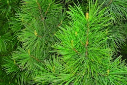 A wide range of renewable, bio-based materials are currently being used to create biopolymers, including pine needles.