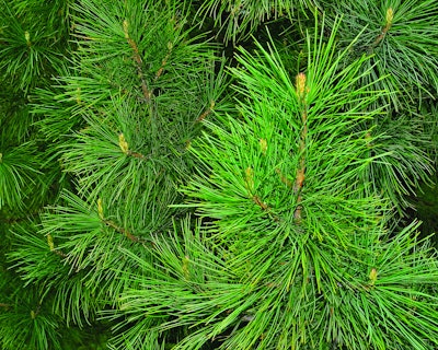 A wide range of renewable, bio-based materials are currently being used to create biopolymers, including pine needles.
