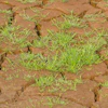 green patch