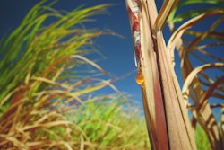 New report says bioplastics growth is expected to outpace the economy as a whole.