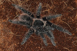 Lasiodora parahybana