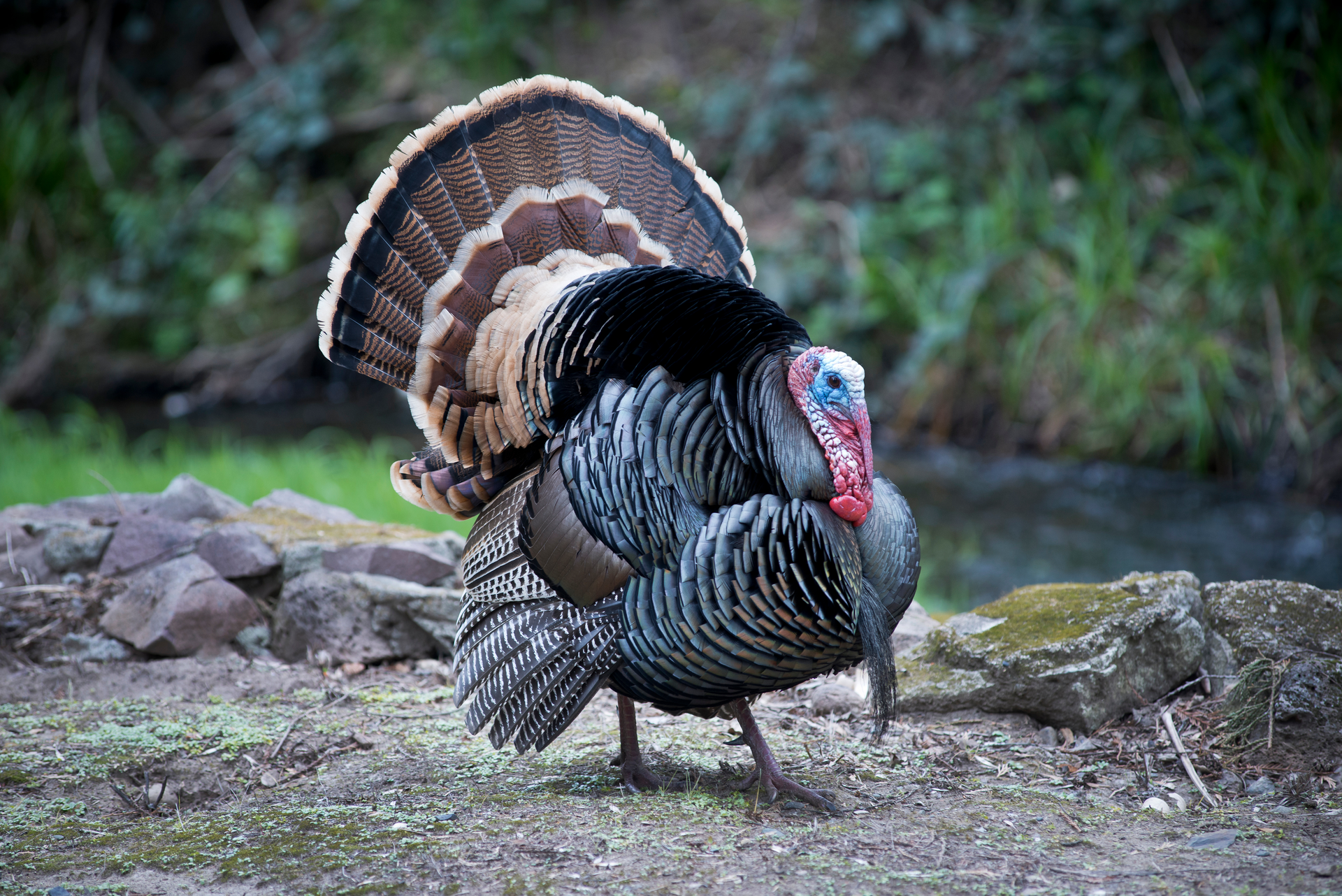 Once the code is entered, a regional farm where the turkey was raised is revealed along with a story about the farmers.