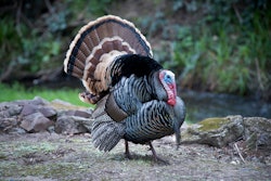 Once the code is entered, a regional farm where the turkey was raised is revealed along with a story about the farmers.