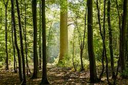 The Sustainable Forestry Initiative (SFI) is a certification standard with the highest levels of both recognition and trust.