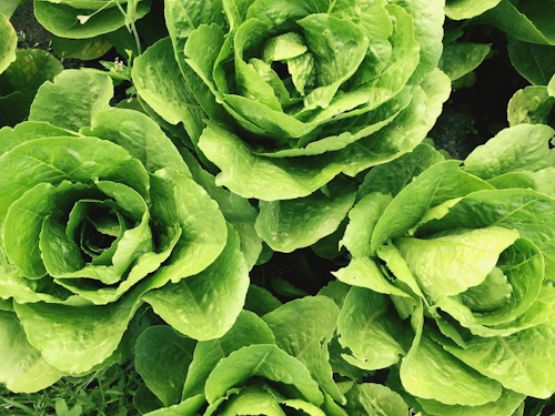 De acuerdo con la firma británica de investigación de mercados, Ecovia Intelligence, el mercado mundial de comida orgánica sigue creciendo en 2018.