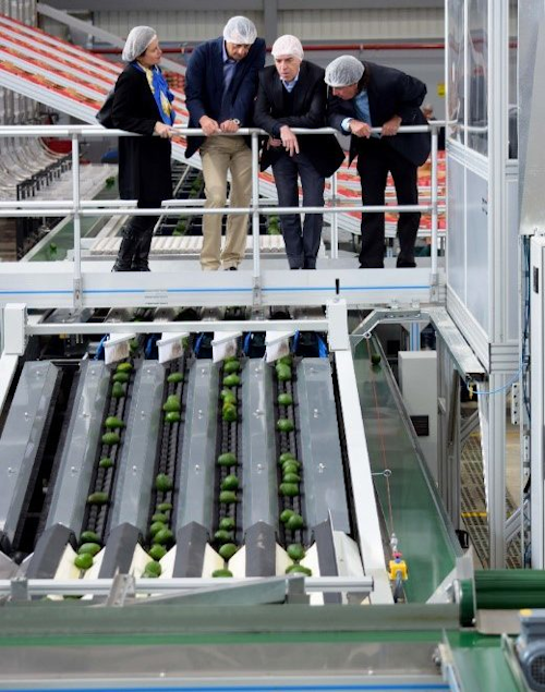 Como parte de su equipamiento tecnológico, las instalaciones en Sonsón cuentan con un seleccionador multilínea desarrollado por el fabricante neozelandés Compac. Foto cortesía Westfalia Fruit.