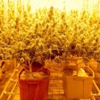 Projected growth for cannabis is eye-opening, says Euromonitor.