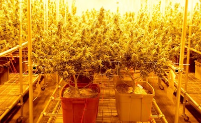 Projected growth for cannabis is eye-opening, says Euromonitor.