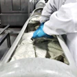 Product is loaded into vessels for high pressure processing (HPP).
