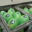 These cases drastically reduce the post harvest losses for mangos, papayas and persimmons, contributing to the reduction of wast