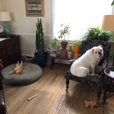 The author's cat, Clancy, often kicks Sullivan the Bull Dog off of his daybed to steal a catnap. #shelterinplace.