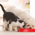 According to PMMI Business Intelligence, a move to smaller dogs is driving a change to smaller packaging formats.