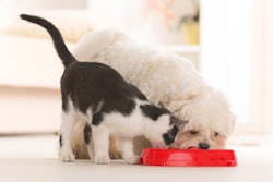 According to PMMI Business Intelligence, a move to smaller dogs is driving a change to smaller packaging formats.