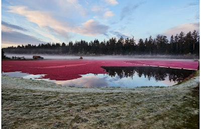 Ocean Spray Cranberry Bog 2