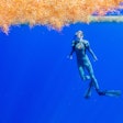 Members of the summit went scuba diving within the gyre to see first-hand the plastics entangled in the sargassum.