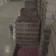 With about 80 cranberry bogs, Canneberges Bécancour processes about a half million pounds of cranberries per day during a typical harvest.