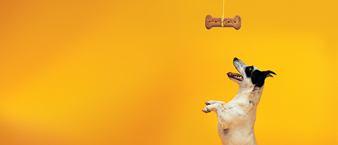 Pw Pet Food Base Hero