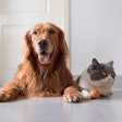 In 2019, the pet food market was estimated at $94.6 billion and forecast to grow 5% per year through 2024.