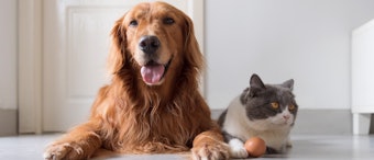 In 2019, the pet food market was estimated at $94.6 billion and forecast to grow 5% per year through 2024.