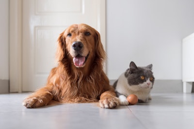 In 2019, the pet food market was estimated at $94.6 billion and forecast to grow 5% per year through 2024.