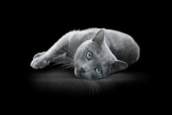 One of the latest brands to embrace advanced recycling is Mars Petcare, which is launching a new pouch for its Sheba wet cat food that incorporates, on average, 30% recycled polypropylene from advanced recycling technology.