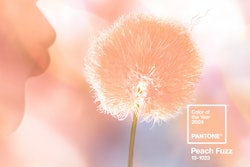 Global color authority Pantone has announced that Pantone13-1023 Peach Fuzz is the Pantone Color of the Year selection for 2024. Photo courtesy of The Development.