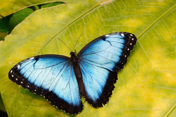 Butterfly wing surfaces feature textures that naturally repeal water and dirt, similar to lotus flower leaves.