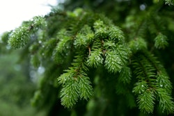 Forest Services Nature 149 Web