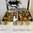 Automated kiwifruit sorting system with robotic arm dispensing produce into collection trays